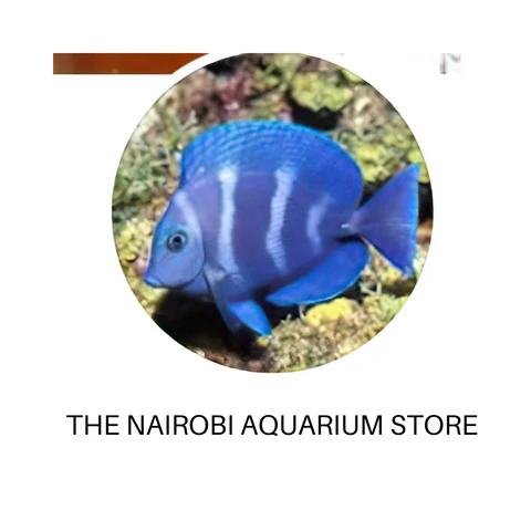 The Nairobi Aquarium Store